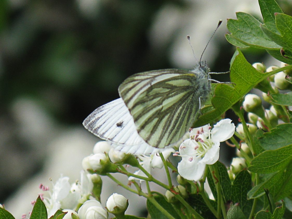 A green-veined white butterfly on hawthorn blossom. Butterfly is so-called because its underwing veins are stained with a dull green colouring.