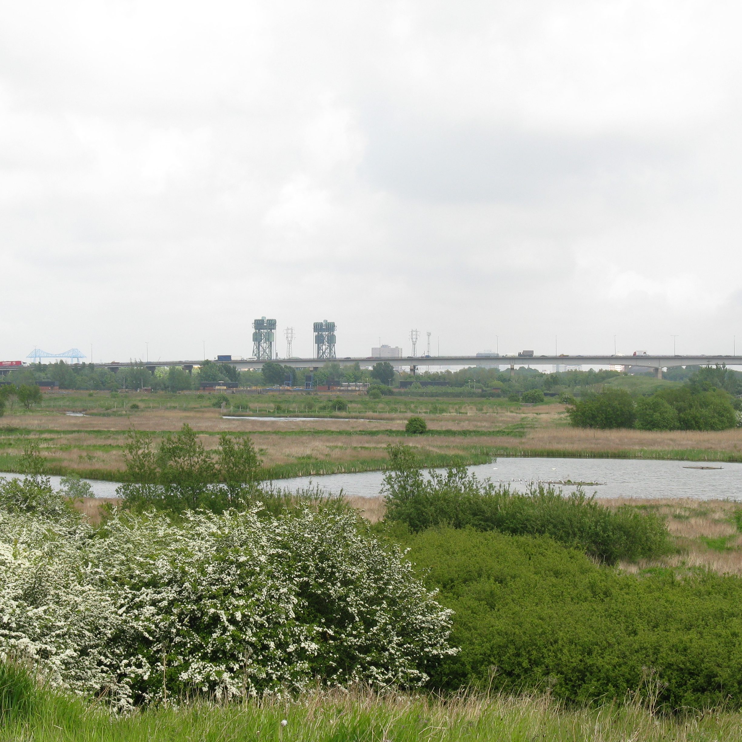 A view over Portrack Marsh. Hawthorne is in flower in the foreground. The A19 and Newport Bridge are both visible in the background.