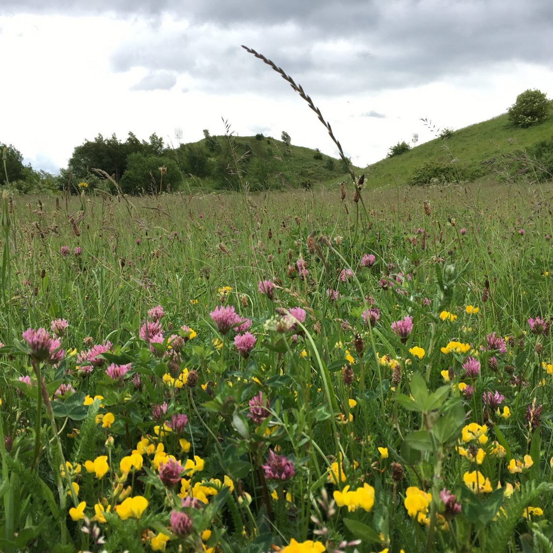 Photo of Maze Park across the meadow towards the feature mounds. Bird's-foot trefoil and red clover are visible in the foreground.