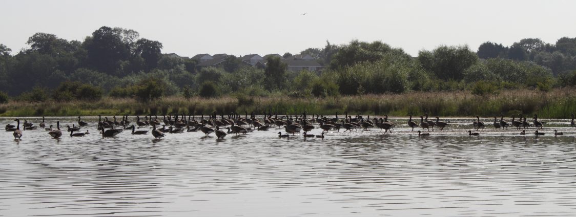 View over a Bowesfield lake with a flock of Canada geese.