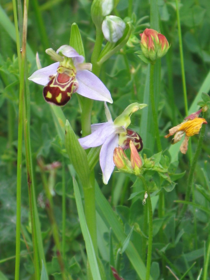 Close-up photo of bee orchids.