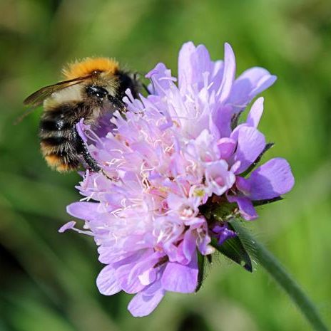 Close-up of bee on a bright mauve coloured flower head of field scabious.