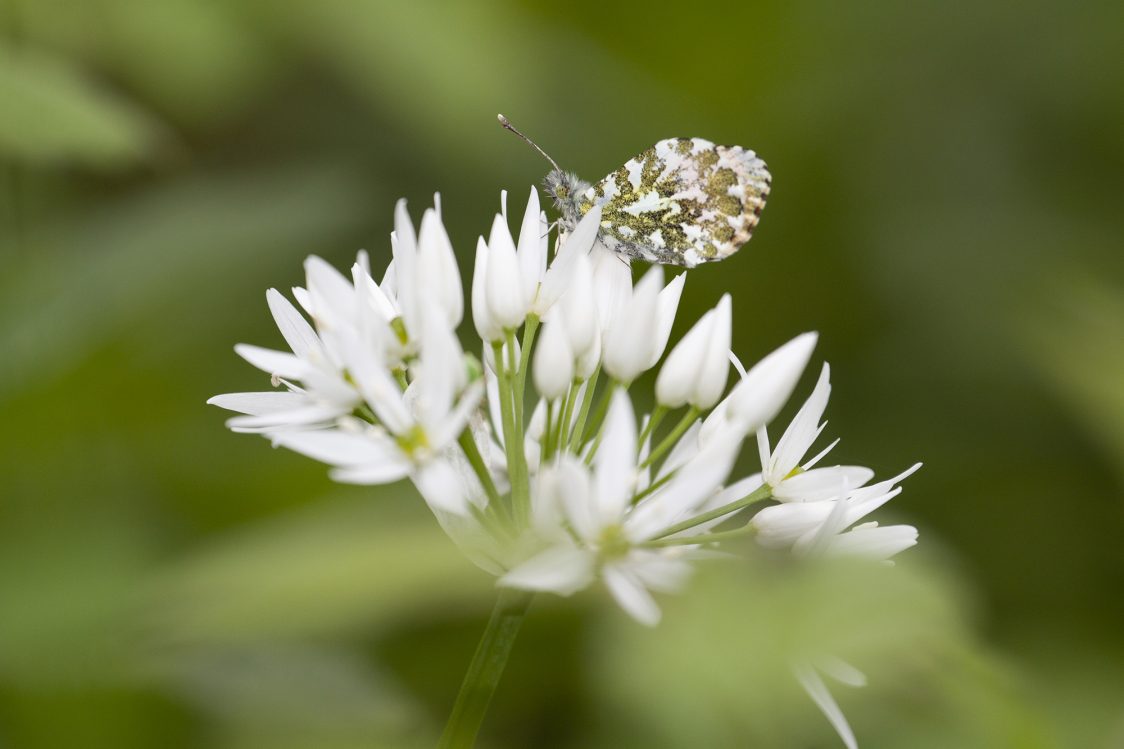 An orange-tip butterfly rests on the unopened white flower-lets of a ramson. Its wings are closed and only the mottled green and white underwing is visible. 