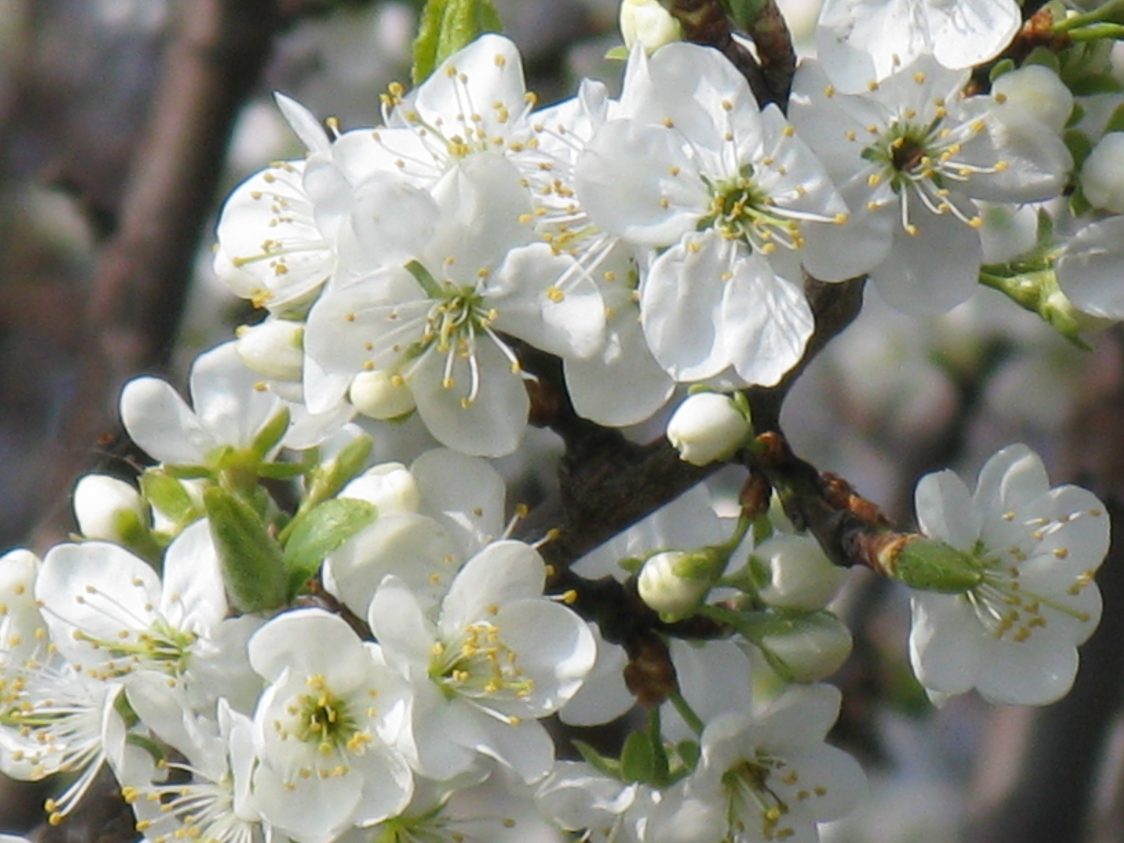 A close-up of the perfectly white blossom on a hawthorn branch.