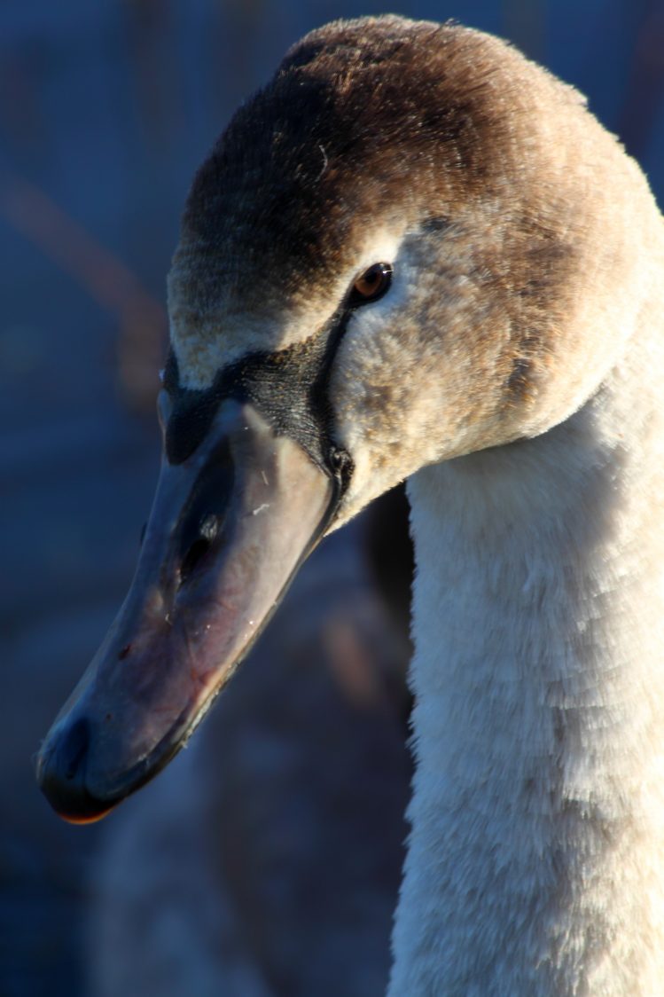 Close-up head shot of a juvenile mute swan.