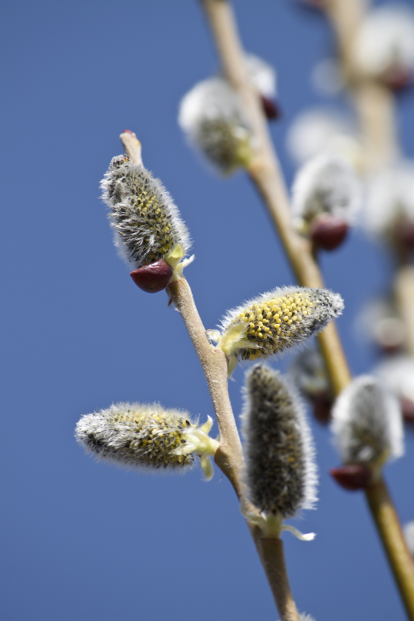 Furry and soft catkins growing on a willow about to open out into clusters of tiny flowers.