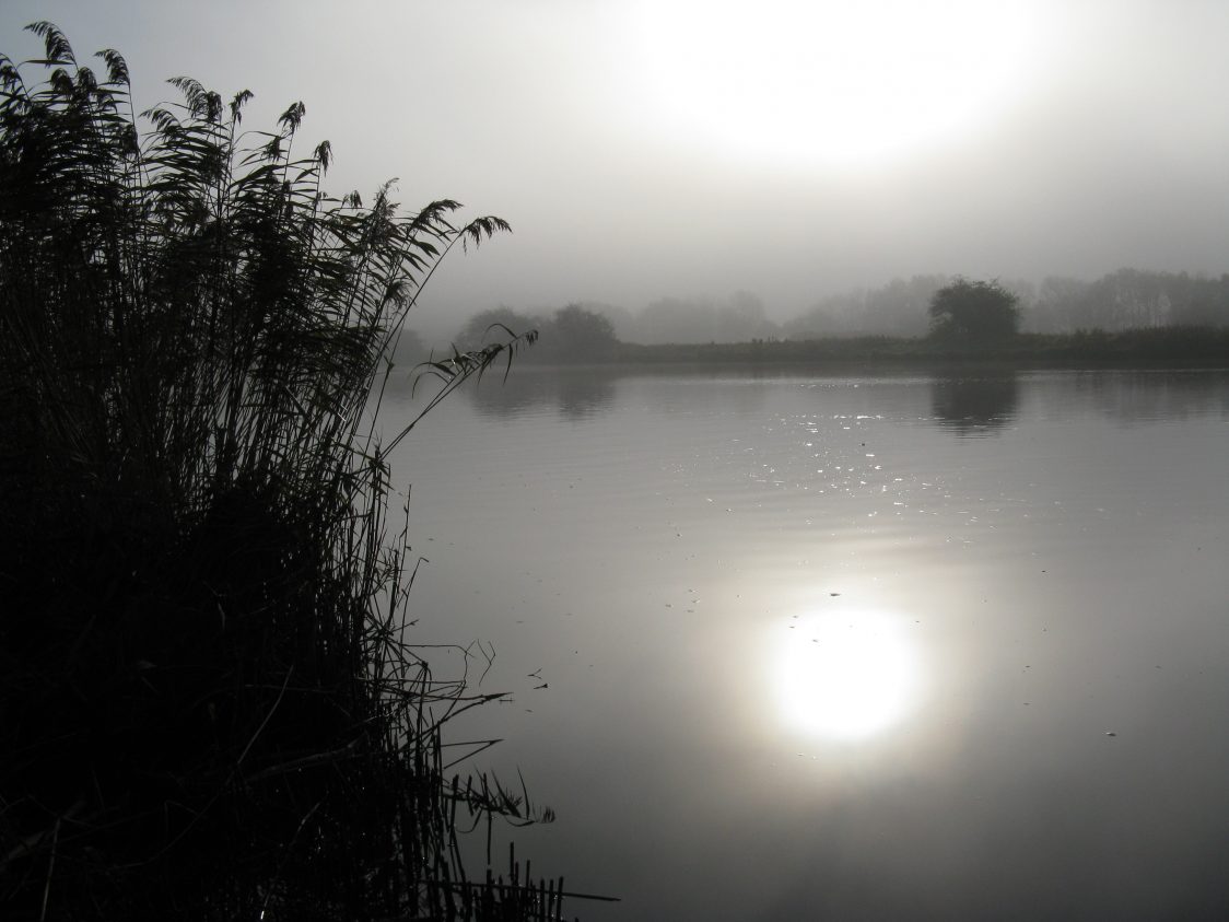 Silhouette of phragmites reeds and sunlight over misty waters.