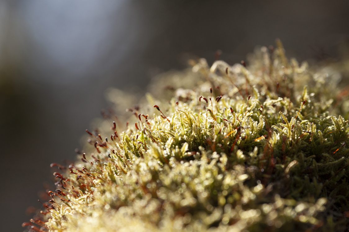 A close-up of moss on an oak branch. 