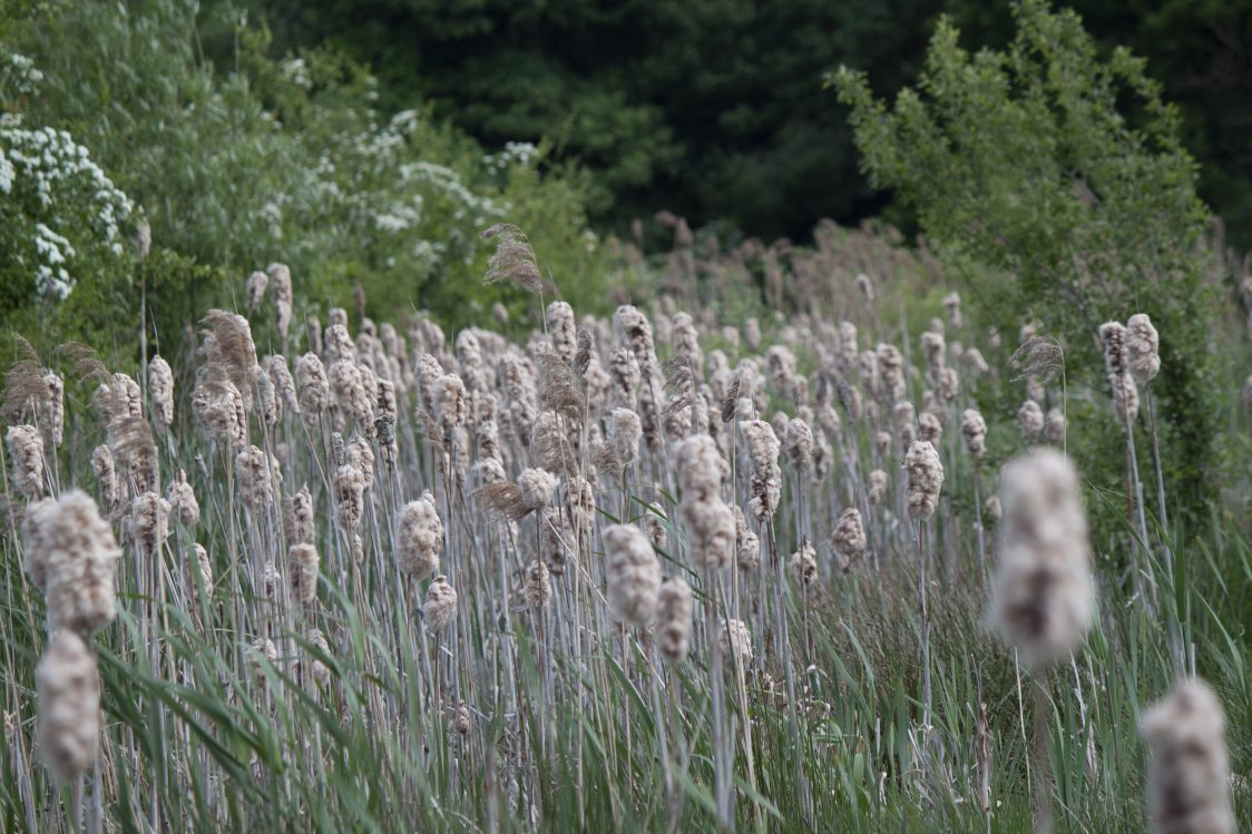 Bullrush heads at Bowesfield. Once compact cigar-shaped heads have burst into fluffy collections of loose seeds, ready to be caught by the wind.