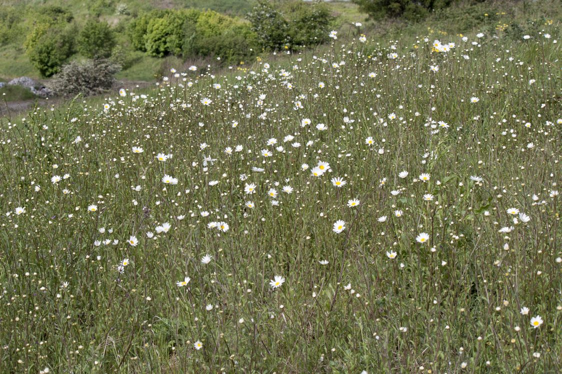 A brightly lit hillside at Coatham Marsh, full of the white heads of oxeye daisy.