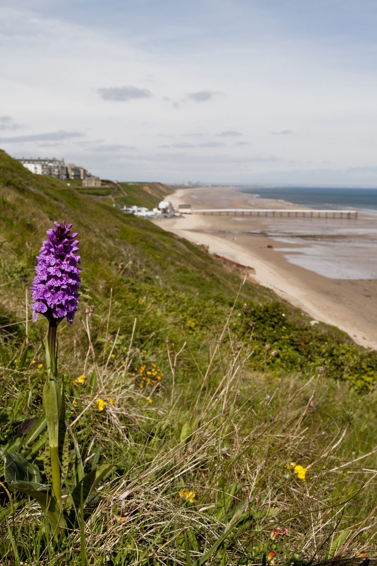 Portrait photo of common spotted orchid on the grassy slopes at Hunt Cliff. The beach at Saltburn is visible in the background.
