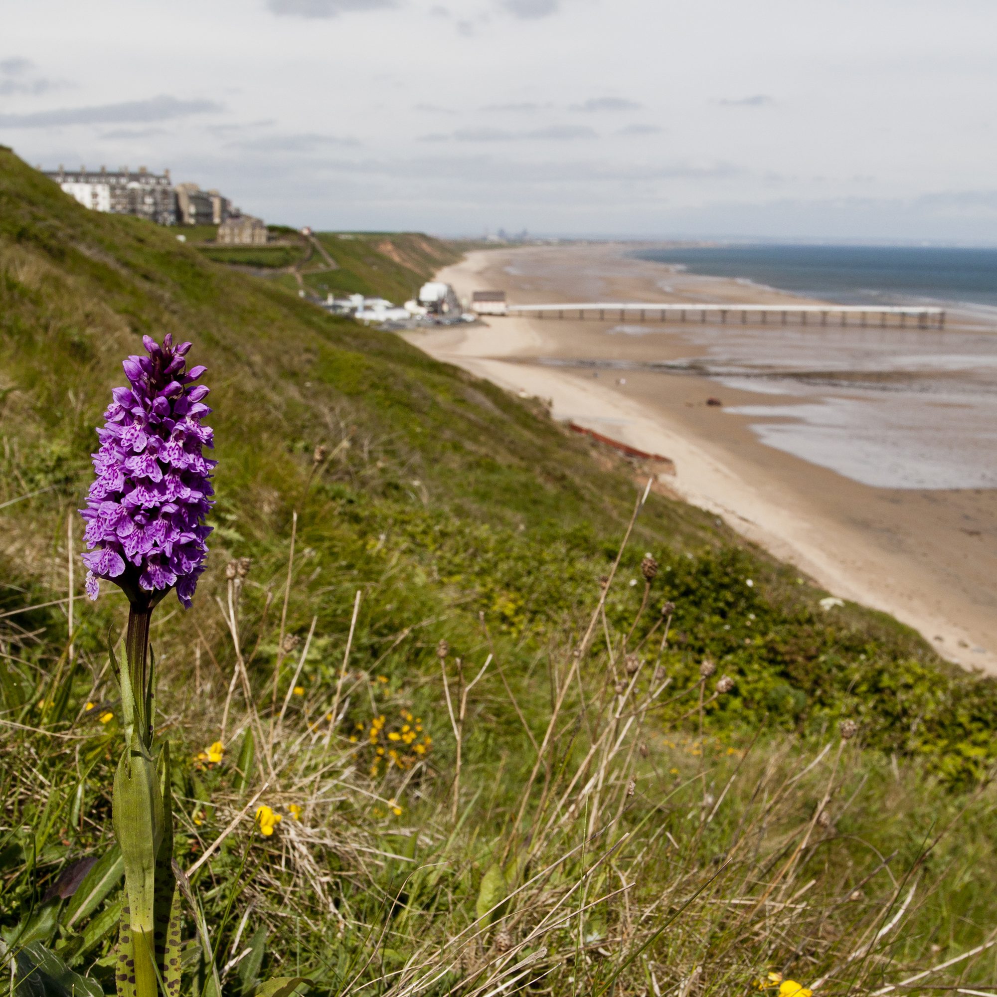 Photo of common spotted orchid on the grassy slopes at Hunt Cliff. The beach at Saltburn is visible in the background.