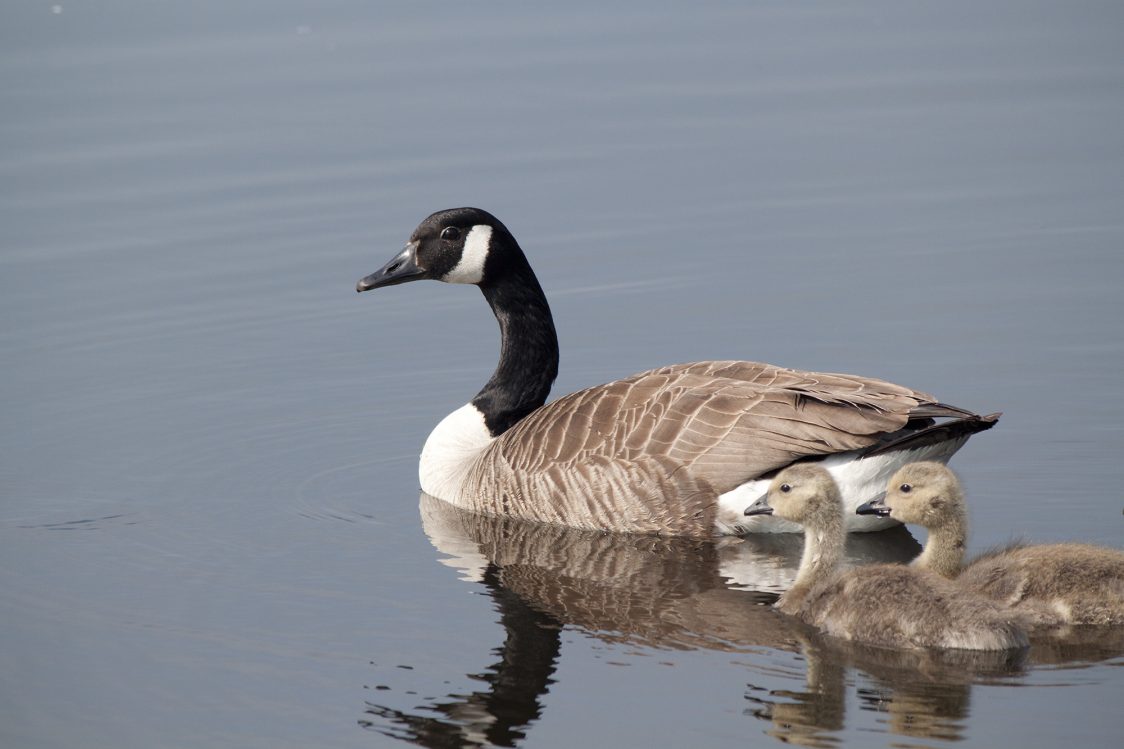 A Canada goose with two young goslings on the water.