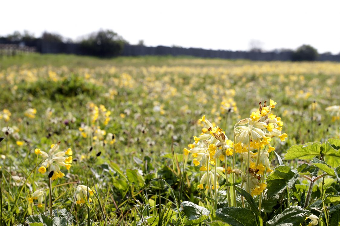 A bright photo of the north-east meadow at Coatham Marsh. The scene is from a low perspective and filled with the yellow heads of thousands of cowslips.