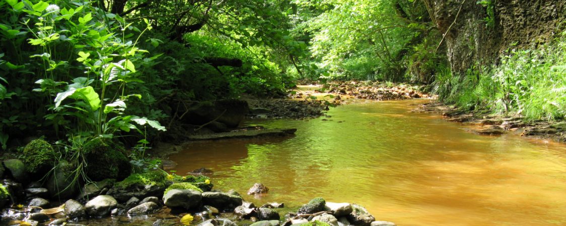 A photo of Saltburn Gill. Taken from low down near the relatively calm waters. Rocks have built up against the bank on the left hand side of the image. A geological outcrop is visible to the right side of the stream. The water is orange from iron discharge. There is a lot of green on the river banks from ferns, ramsons, hazel and ash trees.