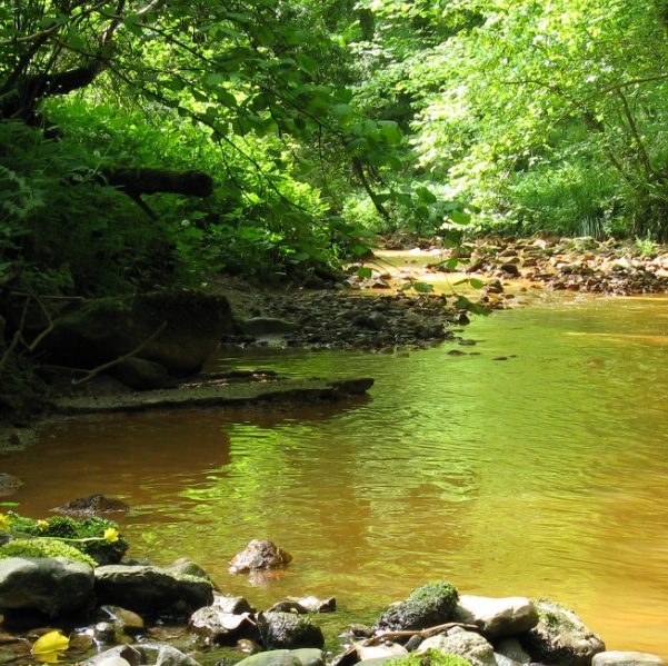 A photo of Saltburn Gill. Taken from low down near the relatively calm waters. Rocks have built up against the bank on the left hand side of the image. A geological outcrop is visible to the right side of the stream. The water is orange from iron discharge. There is a lot of green on the river banks from ferns, ramsons, hazel and ash trees.