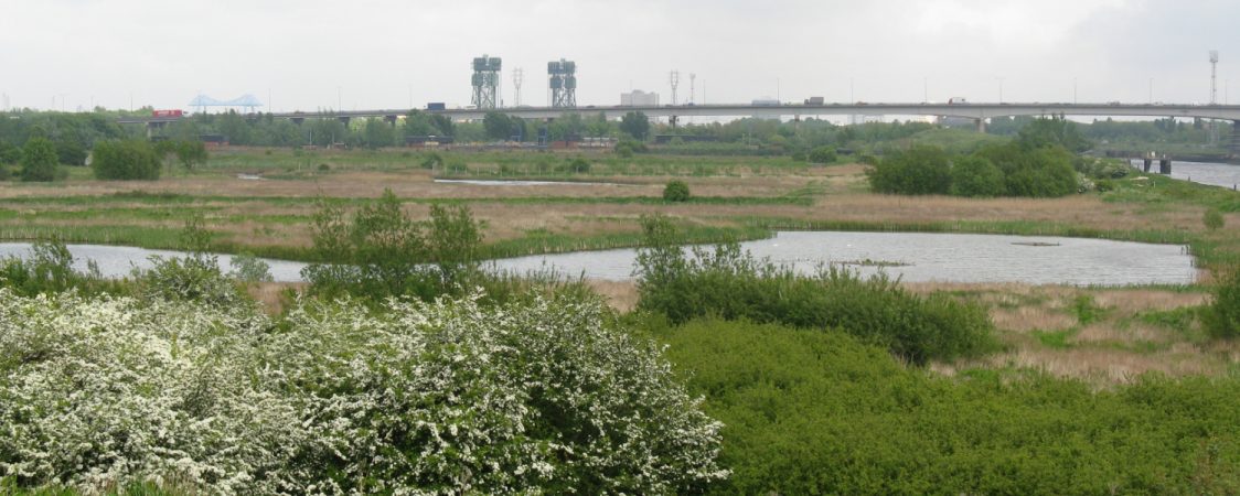 A view over Portrack Marsh. Hawthorne is in flower in the foreground. The A19 and Newport Bridge are both visible in the background.