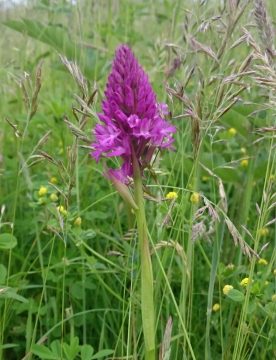 Close-up of a pyramidal orchid amid vegetation. The flower spike is a tightly clustered pyramid and a dark magenta in colour.