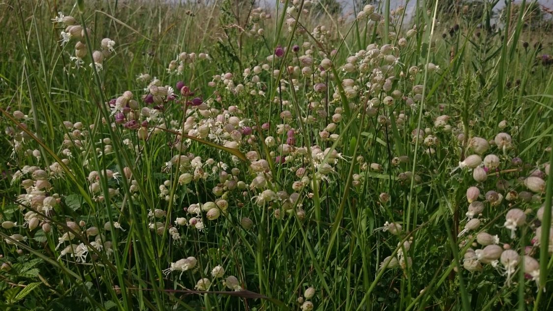 Close-up of bladder campion at Maze Park