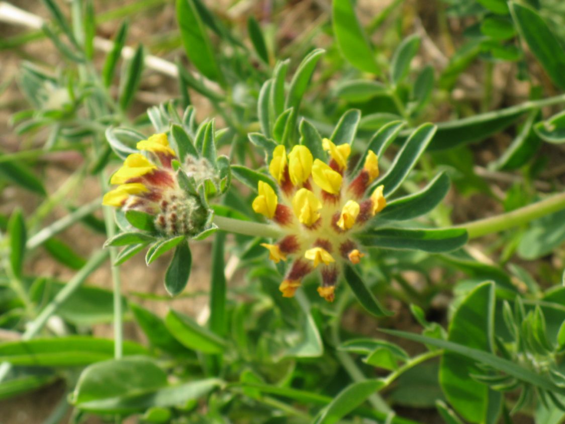 Close-up of kidney vetch. Small yellow flowers form in dense clusters.