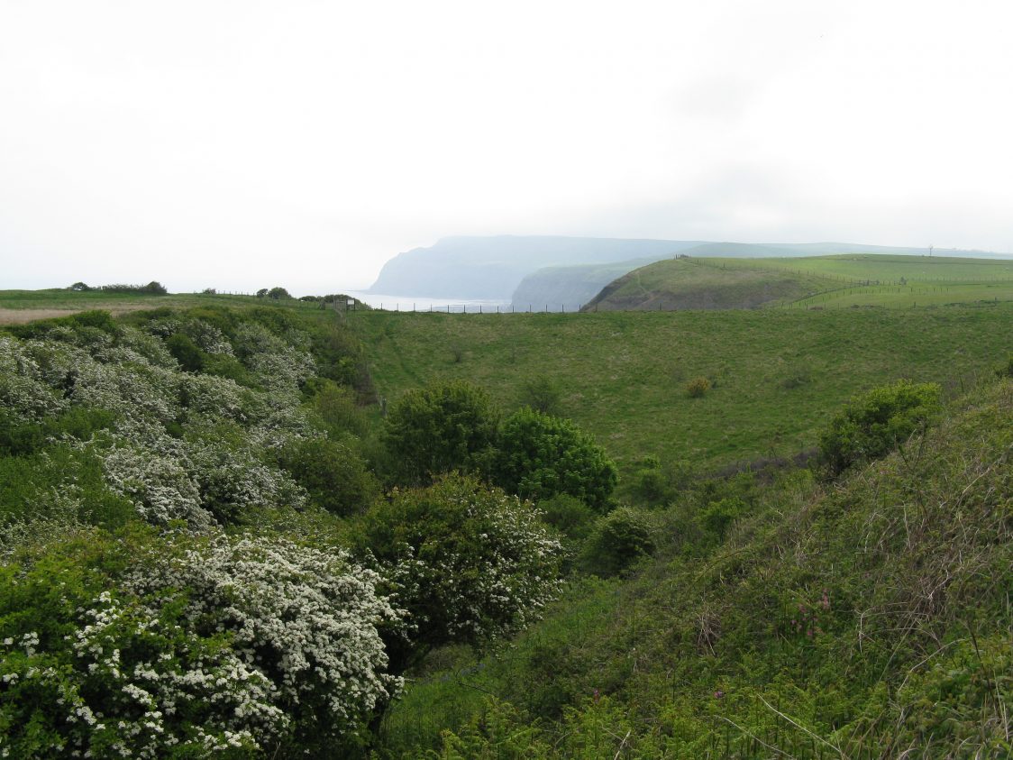 A view over the small valley that shelters Cattersty Gill from the harsh coastal climate. Green grassland is visible to the right and flowering hawthorn to the left. Distant misty cliffs along the coast are visible in the background.