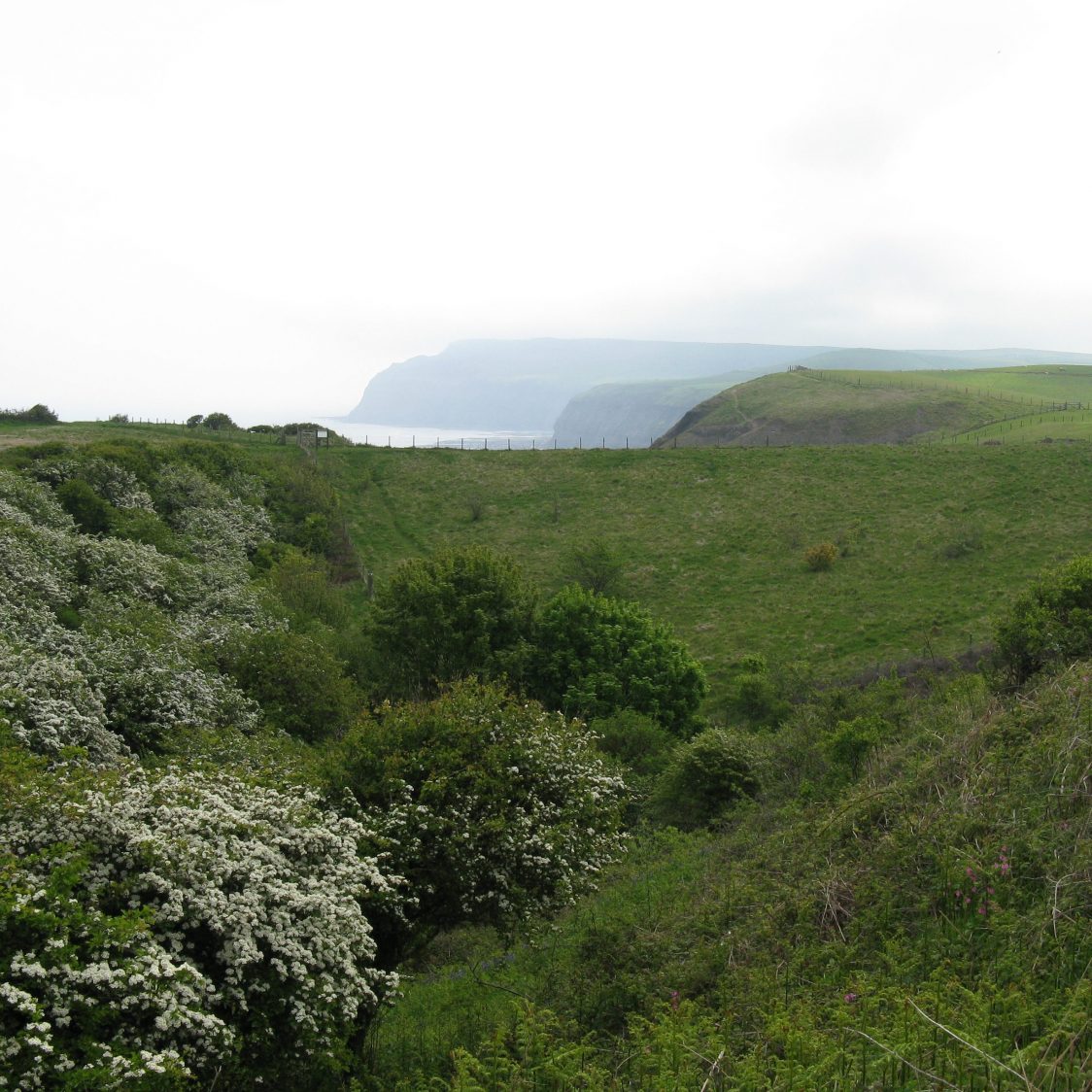 A view over the small valley that shelters Cattersty Gill from the harsh coastal climate. Green grassland is visible to the right and flowering hawthorn to the left. Distant misty cliffs along the coast are visible in the background.
