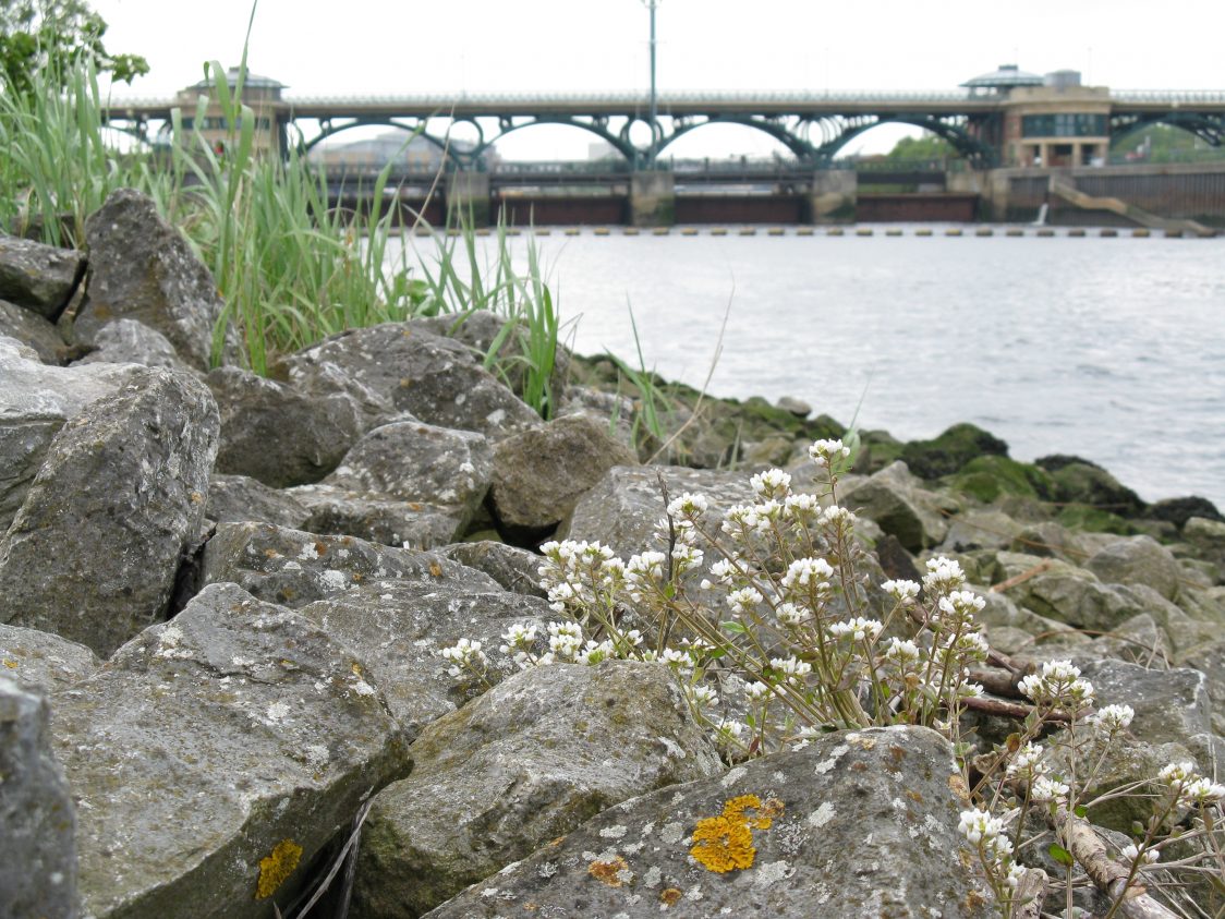 Landscape view from low angle of the Tees Barrage with the rocky foreshore and flowering scurvy grass.