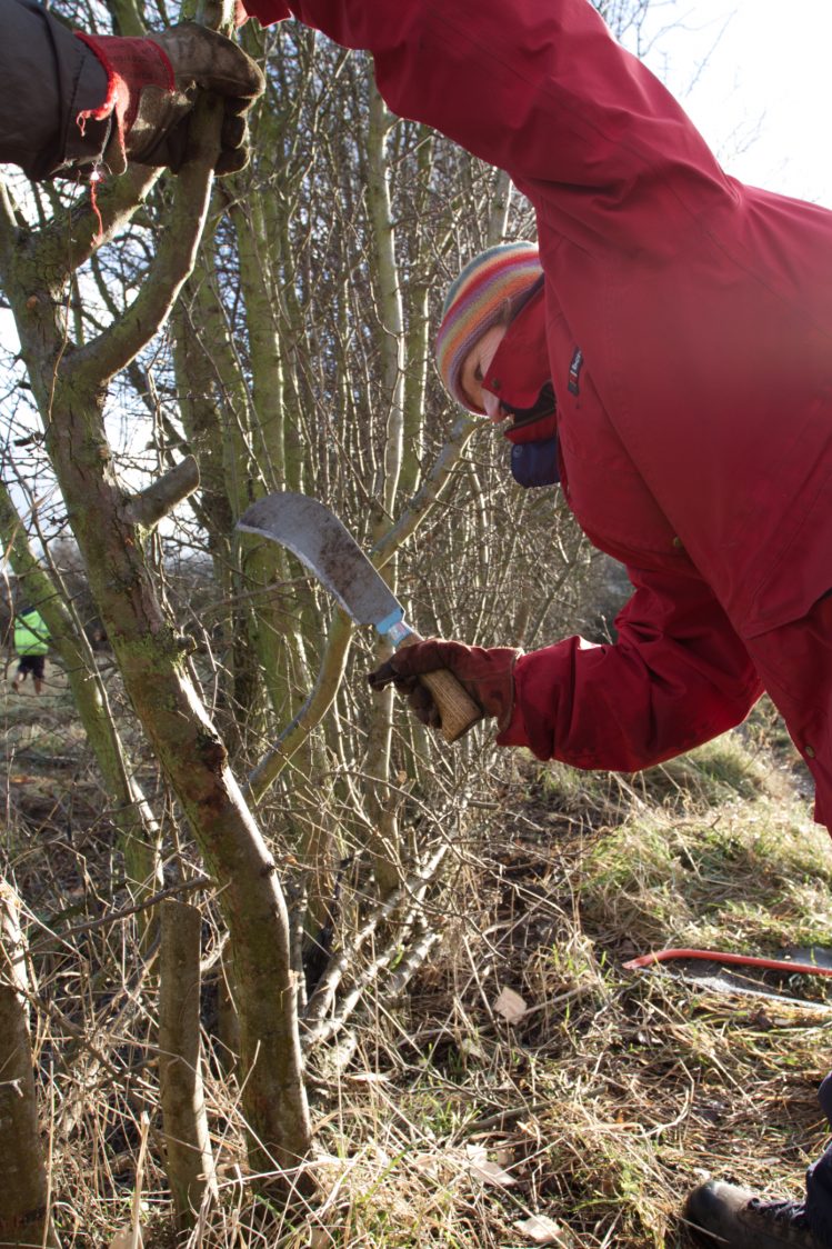 A female volunteer in a red jacket and hat, uses a billhook to partially cut through a hawthorn stem so it can be bent over to form a laid hedge - an ancient practice that maintains a dense hedge.