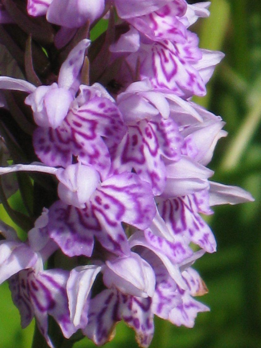 A close-up image of a common spotted orchid flowers which appear in a dense cluster around its stem. the flowers are three-lobed with a pale pink background and magenta stripes.
