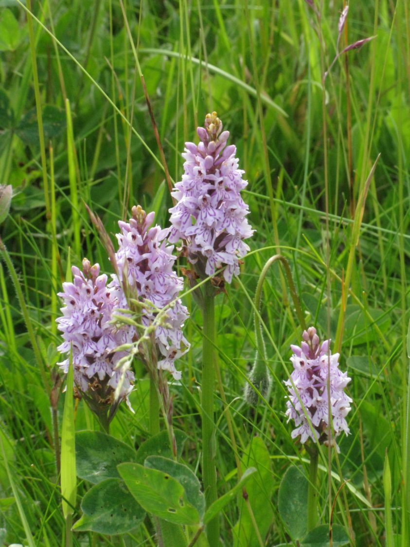 A cluster of four pink flower spikes of common spotted orchid.