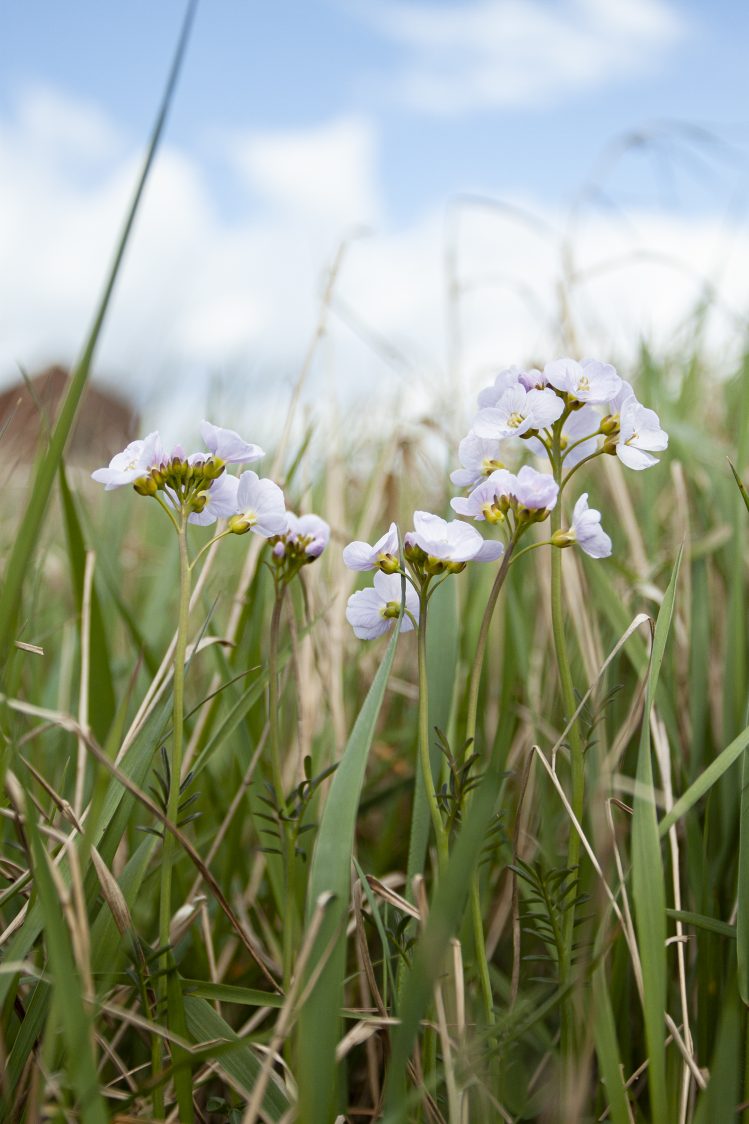 A photo of cuckooflower amongst leaves of phragmites reed. The four-lobed flowers are a delicate pink with a lemon yellow centre. They are held in clusters at the top of single stems. The leaves are pinnate with up to 15 leaflets on each.
