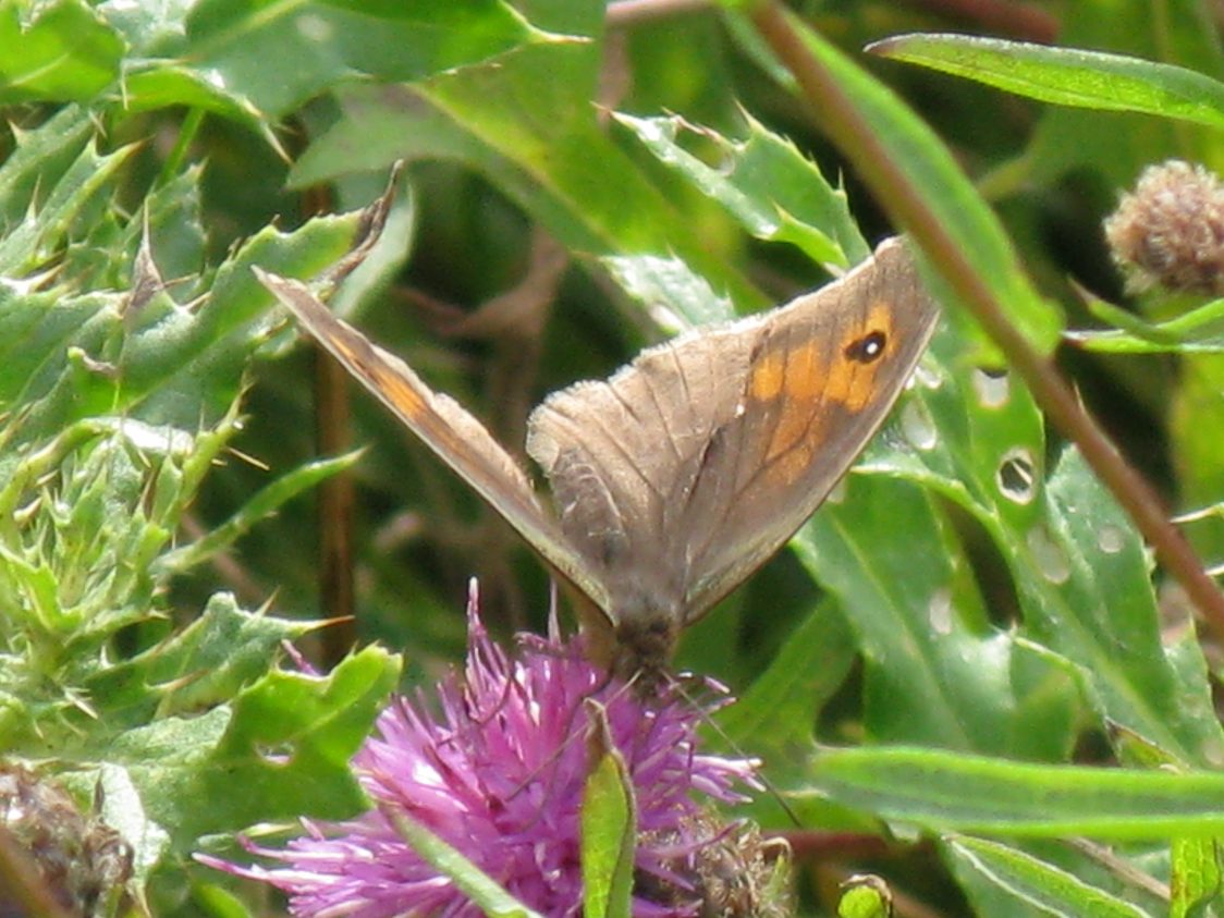Close-up of a meadow brown butterfly on a bright magenta thistle flower. Upper wings are brown with orange pattern and eye-spot towards the wing tip.