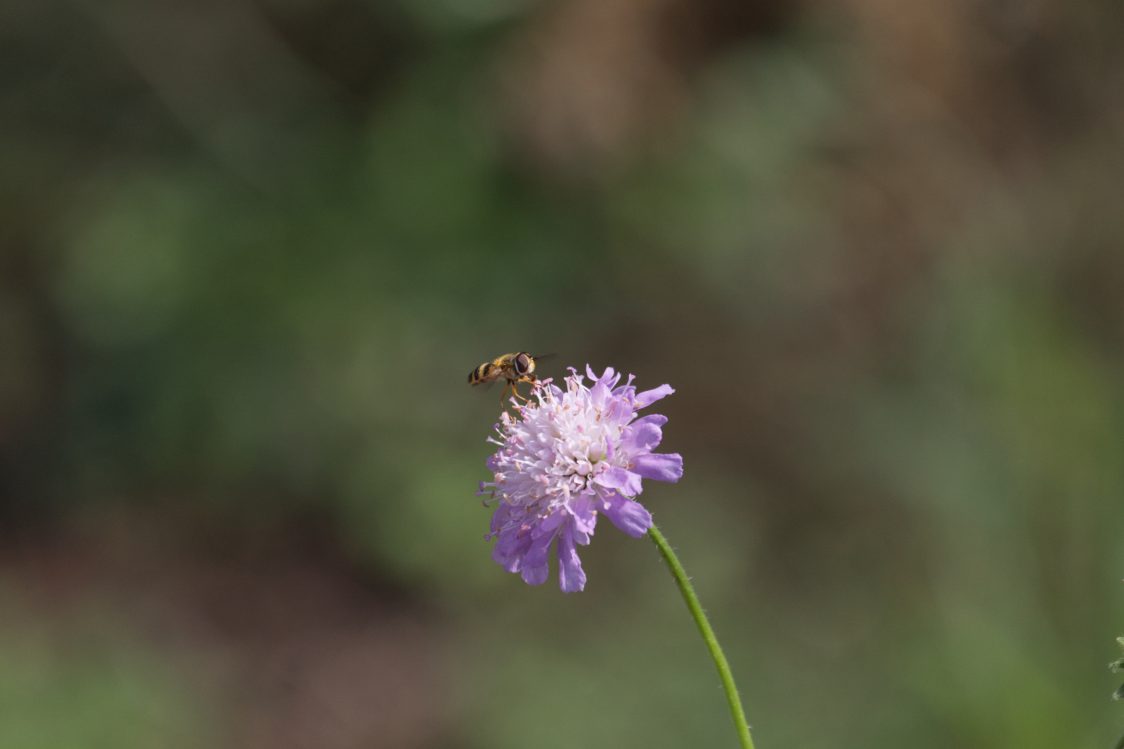 A yellow and black striped hover-fly sits on a mauve field scabious flower head.