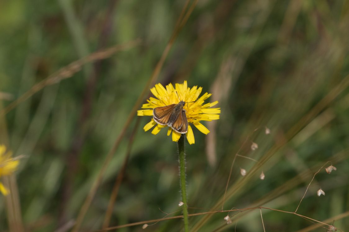 A small skipper butterfly pictured sitting on a bright yellow flower of hawkbit. The small skipper has dark orange upper wings with dark brown stripes and a light fringing.