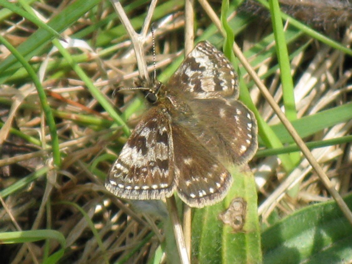 Close-up of a dingy skipper butterfly sitting on a grass stem. 2-3cm in size with dark brown and white patches on its upper wings.