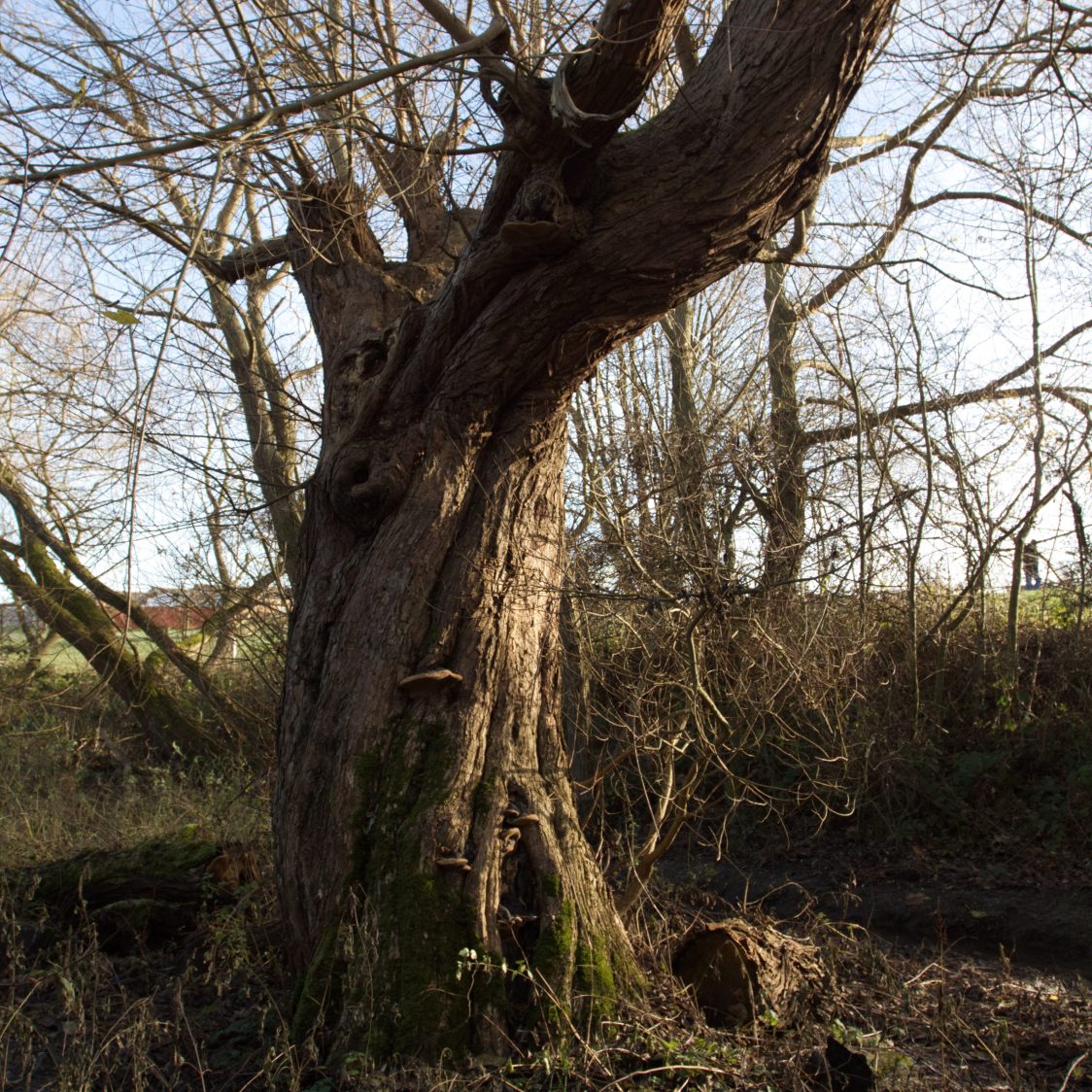 A great old willow grows twisting out of the earth.