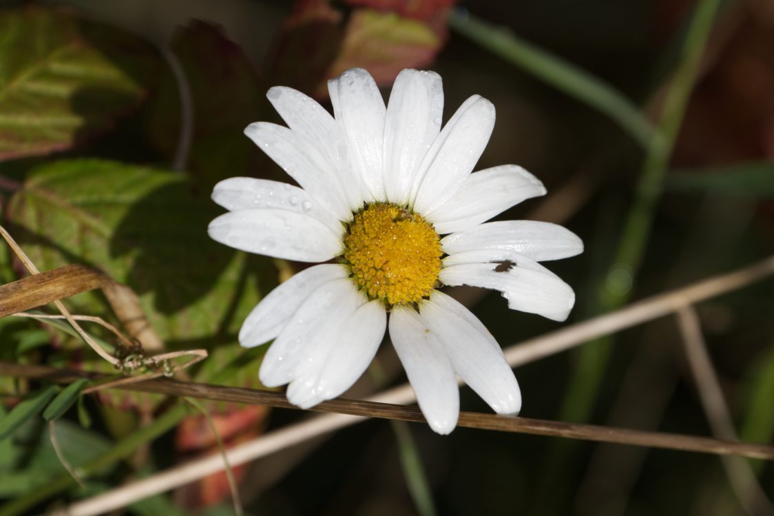 A close-ip image of an oxeye daisy. 16 long white petals arranged around a cluster of yellow florets forming a a mounded disc at the centre.