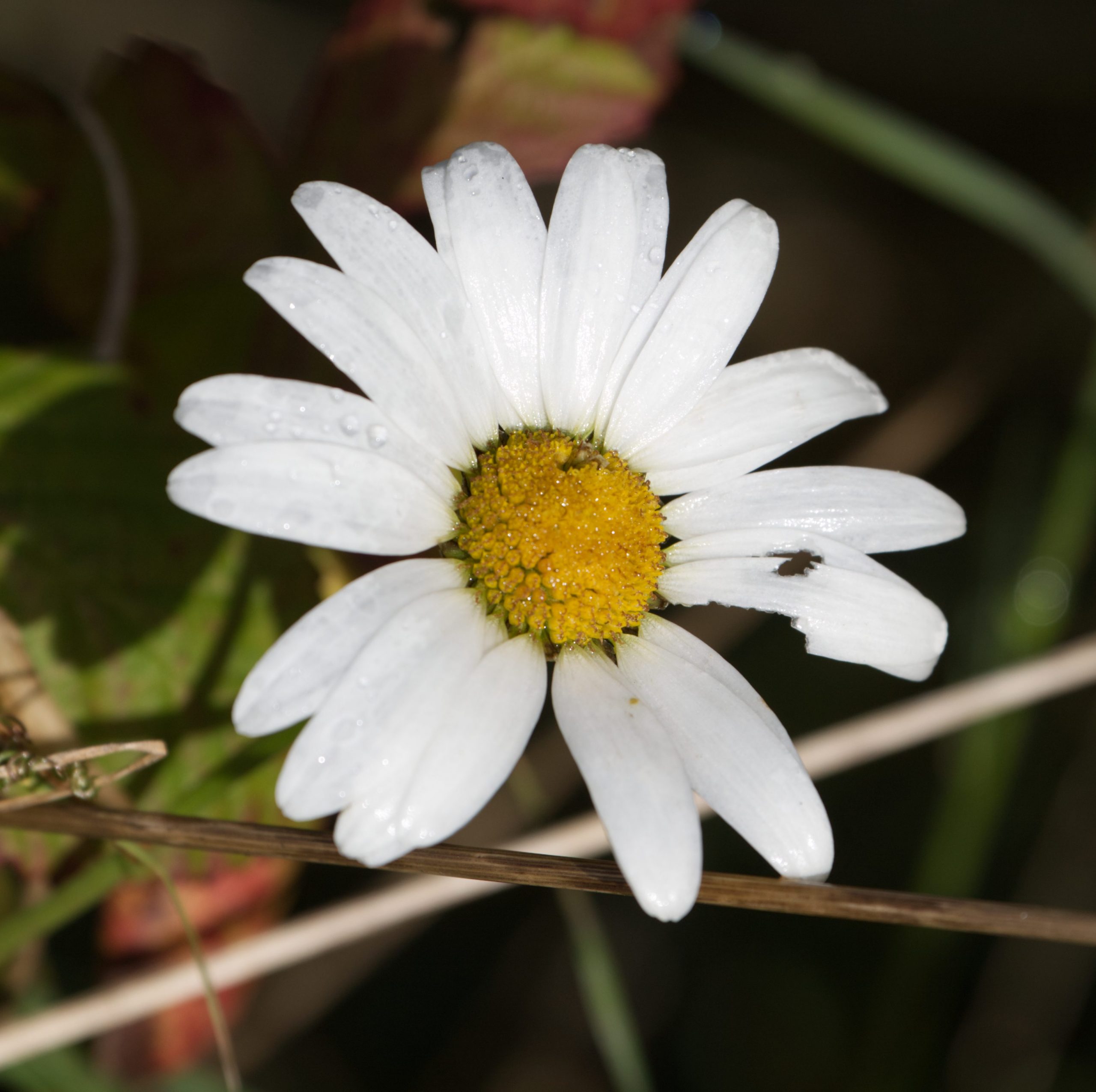 A close-ip image of an oxeye daisy. 16 long white petals arranged around a cluster of yellow florets forming a a mounded disc at the centre.