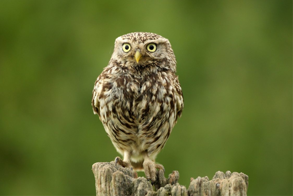 A little owl perched on a gnarled wooden fence post. It's bright pale yellow eyes with dark pubils are fixed and staring just off-camera. Its plumage is light, buff brown, with mottled dark brown patches all over.