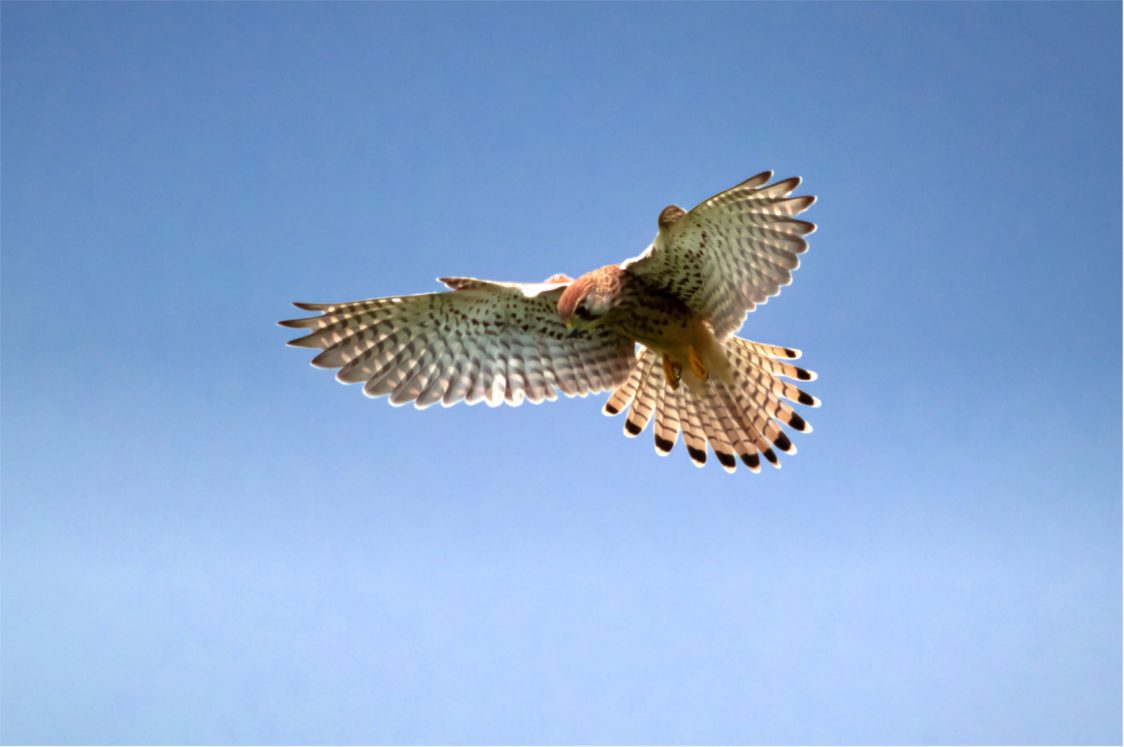 A kestrel is pictured in flight against a cloudless blue sky. The kestrel, head steady and searching for prey, its wings and tail-feathers outstretched like a fan, is aglow with sunlight.