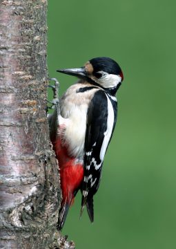 woodpecker