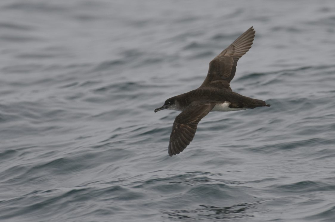 A Manx shearwater is pictured gliding over a relatively calm sea. Its wings and upper parts are charcoal black and it has a white underside.