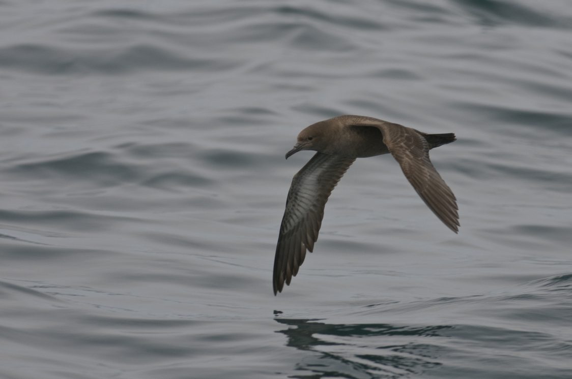 A sooty shearwater is pictured flying over a relatively calm sea. It is predominantly a dark brown 'sooty' colour.