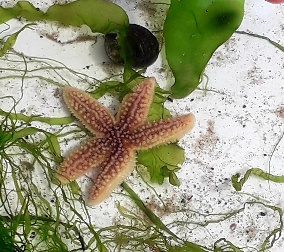 Starfish