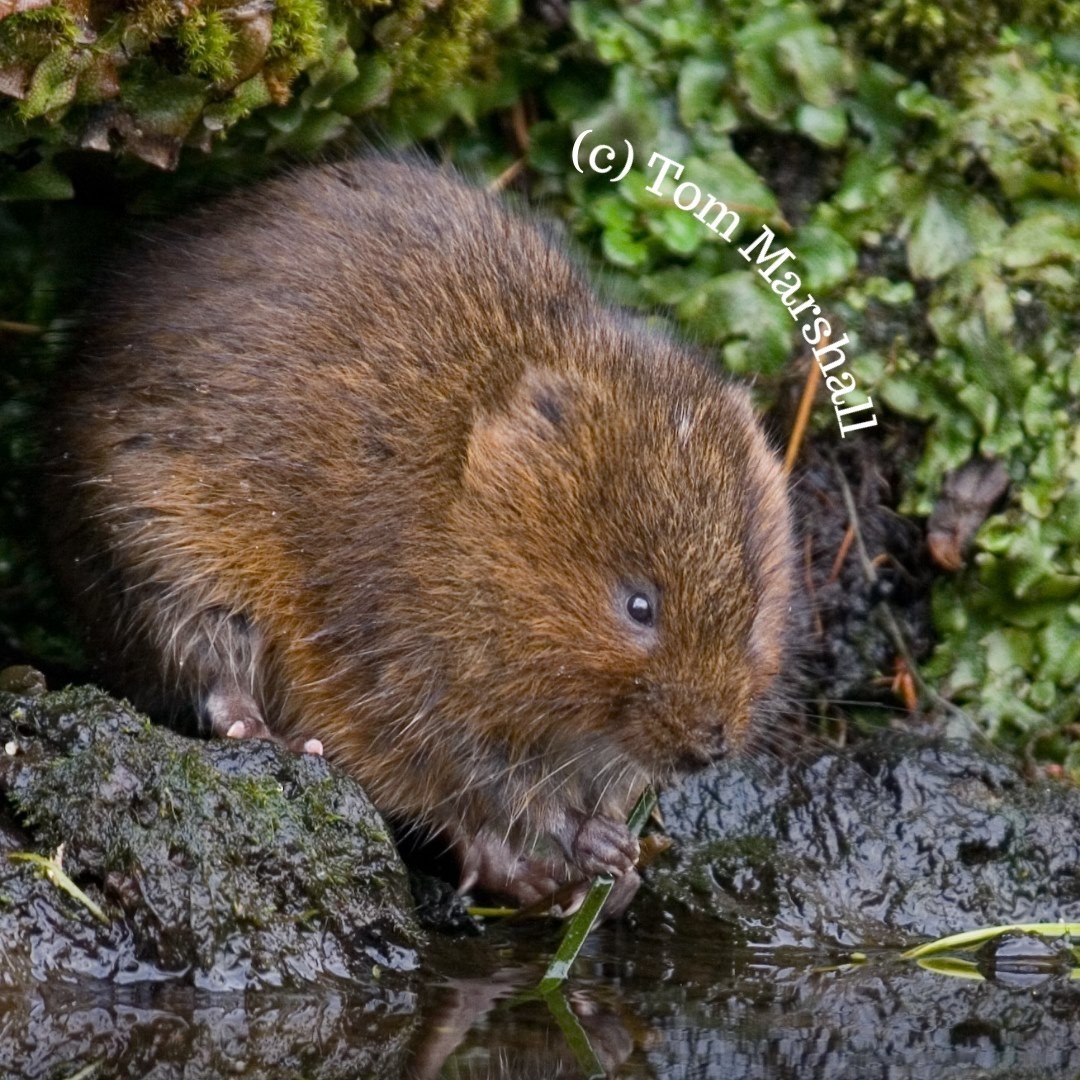 Water vole feeding on grass