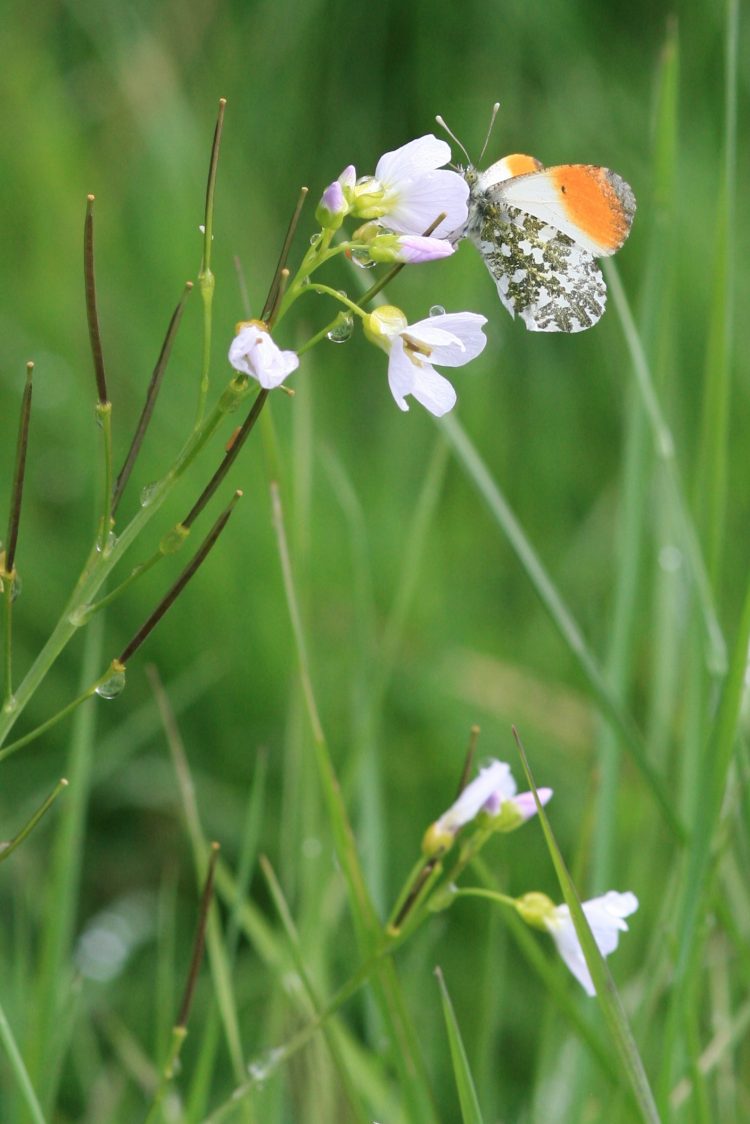An orange-tip butterfly feeds on the nectar from a cuckooflower. The orange tip to the butterflies upper wings is clearly visible against the white background and mottled green underwing. The cuckooflower is light pink and there are long, thin and brown seed-pods growing out along the stalk.