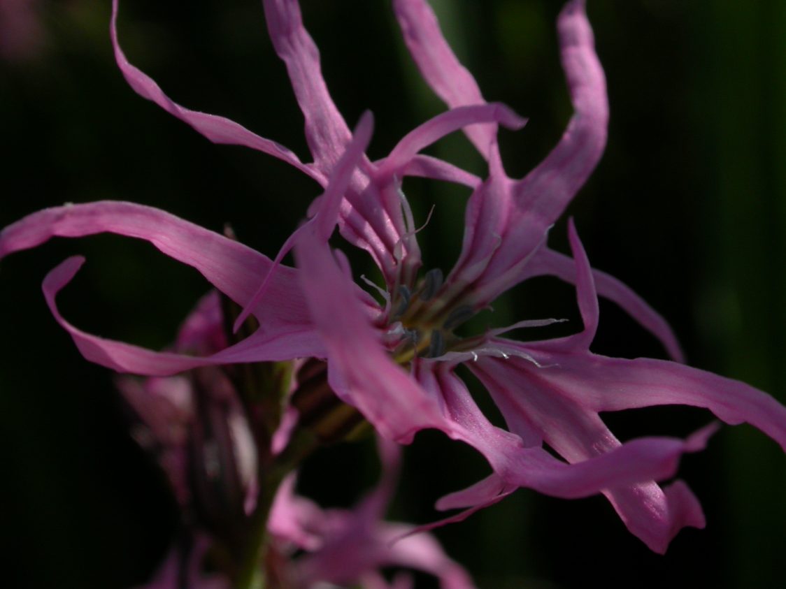 A close-up photo of a ragged robin flower. Its pink petals are deeply divided into four lobes, giving it a 'ragged' appearance.