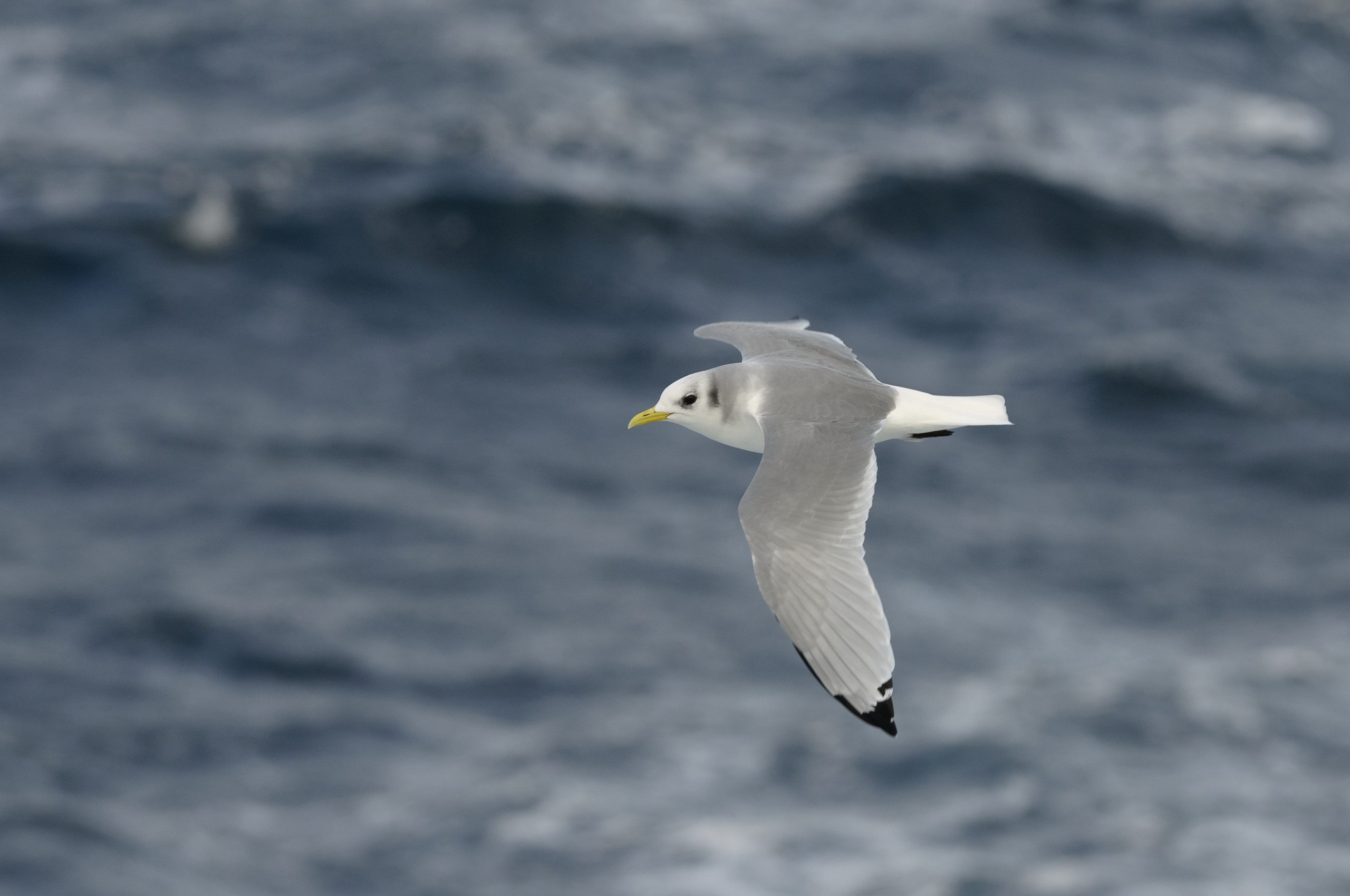 A kittiwake is pictured flying over a choppy sea. It has a yellow beak, black feet and black 'ink dipped' wing tips. It is grey across its back and wings and white everywhere else.