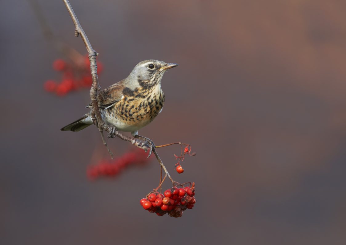 A photo of a fieldfare sitting on a slender rowan branch, which is leafless, but with clusters or bright red berries. The fieldfare is generally mottled in appearance with a grey head, brown wings and a light brown belly, both with darker brown mottling. In size and shape it is somewhat similar to a mistle thrush.
