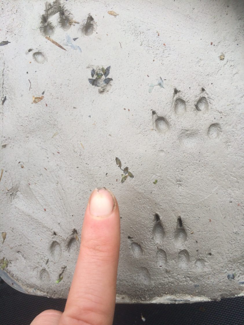 Mink footprints in clay. Only four of the five toes are usually visible. Each has a claw imprint, which appears separate from the toe. The toes are arranged in an arc, around a central pad.